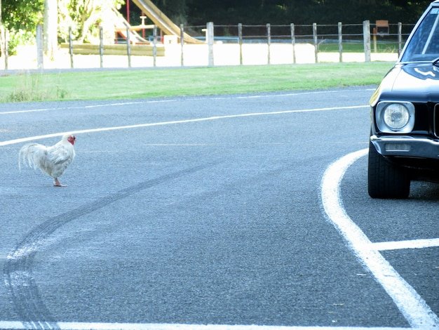Découvrez le Jeu Excitant de la Route des Poulets - Chicken Road Casino Français